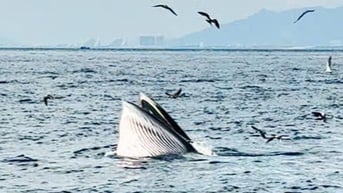 Du khách thích thú chứng kiến cá voi săn mồi trong vịnh Nha Trang