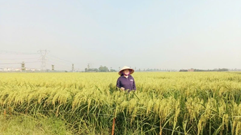Dẻo thơm nếp cái hoa vàng Thụy Lâm