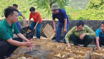 Hỗ trợ gà giống cho nông dân xã Nghĩa Đô
