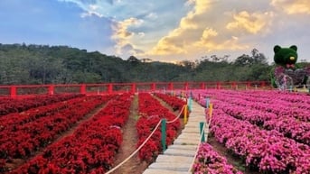 Ngôi sao bất ngờ của nông sản Việt: Thu gần 40 triệu USD chỉ sau 5 tháng xuất khẩu