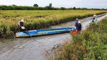 Cơ cấu lại ngành lúa gạo theo hướng nâng cao hiệu quả và phát triển bền vững