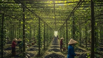 Tin tức, dự báo giá tiêu ngày mai 30/7/2025: Liệu có "cơn địa chấn" ẩn mình trong sự bình lặng?