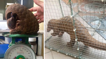 Giao nộp cá thể tê tê hơn 1,3kg