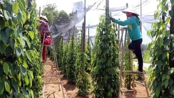 Giá tiêu hôm nay 29/7/2025: Việt Nam tăng nhập khẩu hồ tiêu
