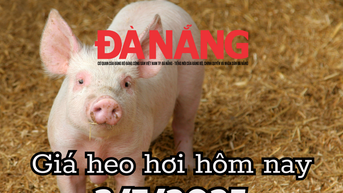 Giá heo hơi hôm nay 3/7/2025: Miền Nam đỏ lửa, Cà Mau vượt mặt TP.HCM với 71.000 đồng/kg