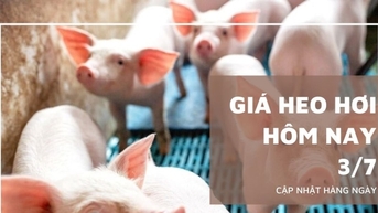 Giá heo hơi hôm nay 3/7: Giảm nhẹ 1.000 đồng/kg tại miền Trung...