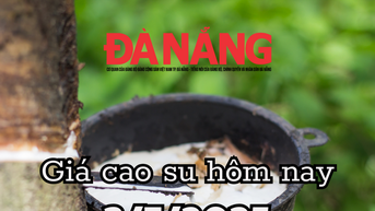 Giá cao su hôm nay 3/7/2025: Tocom-SGX tăng vọt, Mang Yang một mình một chiều