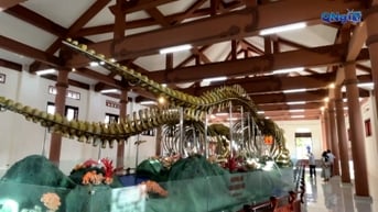 Hai bộ xương cá Ông được trao bằng xác lập Kỷ lục lớn nhất Việt Nam