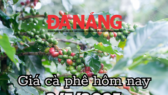 Giá cà phê hôm nay 3/7/2025: Cà phê Việt kiếm 5.5 tỷ USD cà phê sau 6 tháng