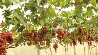 Chuyển giao nhiều mô hình sản xuất phù hợp vùng đất khô hạn