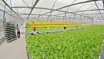 Hiệu quả từ sản xuất nông nghiệp công nghệ cao