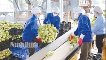 Nông nghiệp đón vận hội mới