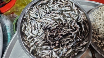 Cá linh đầu mùa đã về chợ với giá 250.000 đồng/kg