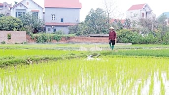 Bắc Ninh: Mở rộng vùng sản xuất lúa, hoa màu an toàn, chất lượng