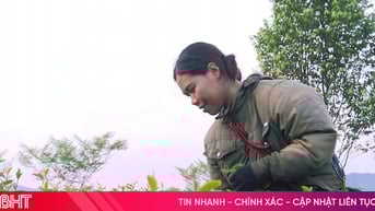 Thu hoạch chè giữa mùa hè, chuyện ít thấy ở Hà Tĩnh