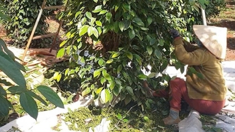 Thu 1 đồng nhưng phải hoàn đến 39 đồng, đến lượt ngành hồ tiêu kiến nghị bỏ thuế VAT