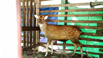 ទស្សនវិស័យសម្រាប់គំរូកសិដ្ឋានចិញ្ចឹមសត្វក្តាន់