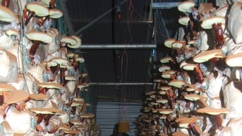 “Không gian nấm” của Quốc Khánh Farm