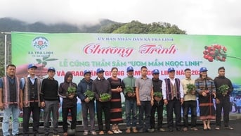 Trao 7000 cây giống sâm Ngọc Linh cho hộ nghèo