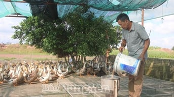 Hợp tác xã Chăn nuôi tổng hợp xã Đông Tiền Hải: Thành công từ sự khác biệt