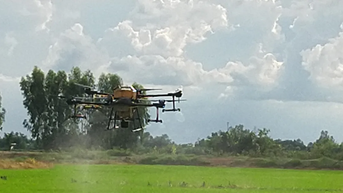 Nhiều loại dịch hại tấn công lúa thu đông