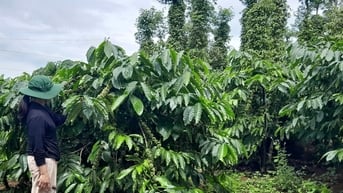 Chị Thị Oanh - gương sáng làm kinh tế giỏi ở bon Bu N’Doh