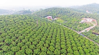 Những vườn vải thiều được mùa, giá cao