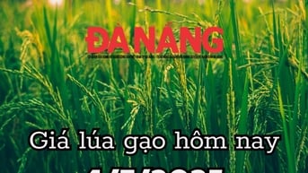 Giá lúa gạo hôm nay 4/7/2025 xuất khẩu tăng 7,6% nhưng kim ngạch giảm 12,2%