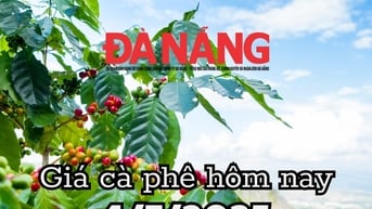 Giá cà phê hôm nay 4/7/2025: Brazil giáng đòn xuất khẩu, cà phê Việt quay lại mốc 95.200 đồng