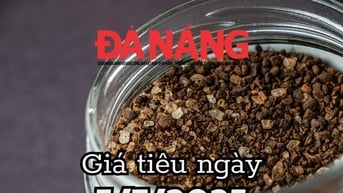 Dự báo giá tiêu ngày mai ở trong nước 5/7/2025 mất đỉnh 140.000 đồng/kg
