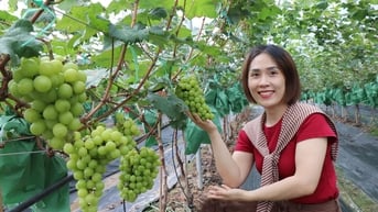 Trường Đại học Nông - Lâm Bắc Giang: Nghiên cứu, chuyển giao thành công 4 giống nho mới