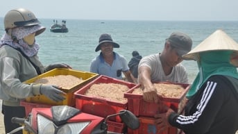 Ruốc xuất hiện dày đặc gần bờ, ngư dân Đà Nẵng đi vớt kiếm tiền triệu mỗi ngày