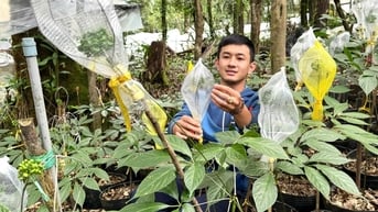 “Cởi trói” cho dược liệu dưới tán rừng