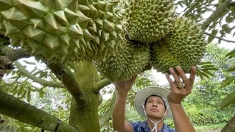Mời chuyên gia Trung Quốc sang kiểm tra thực địa chuỗi xuất khẩu sầu riêng Việt Nam