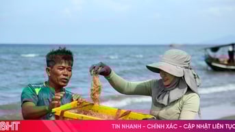 Được mùa ruốc biển, ngư dân Hà Tĩnh "kiếm" tiền triệu mỗi ngày