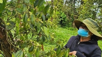 Giá hồ tiêu bất ngờ quay đầu giảm sau nhiều ngày tăng liên tiếp