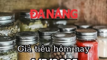 Giá tiêu hôm nay 4/7/2025 Đắk Lắk một mình một cõi với mức giá 145.000 đồng/kg