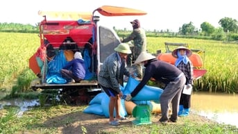 Xã Chí Minh thắng lớn vụ lúa hữu cơ