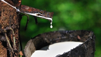 Giá cao su hôm nay 4/7: Diễn biến trái chiều trên các...