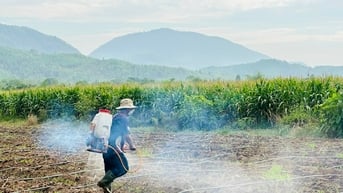 Dấu ấn từ chính sách đặc thù ở vùng đồng bào dân tộc thiểu số: Tăng sinh kế nhờ đầu tư ứng trước cho đồng bào vùng cao