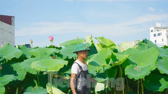 Làm giàu từ cây sen trên vùng đất trũng