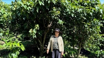 Mùa hoa cà ri tím đồi Gia Hiệp