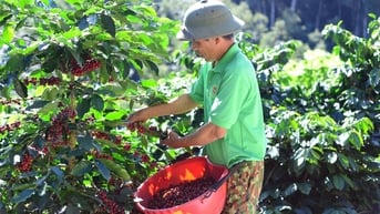 Giá cà phê hôm nay 5/7/2025: Tăng nhẹ trở lại