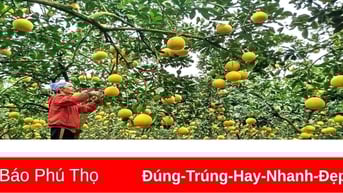 Nữ nông dân Yên Trị biến đất cằn thành vườn cây bạc tỷ