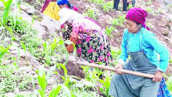 Canh tác hốc đá