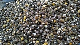 Ngọt lành vị hến sông Hương