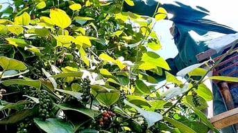 Giá hồ tiêu Việt Nam 'phân hóa' với quốc tế
