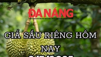 Giá sầu riêng hôm nay 6/7/2025 giá sụt sâu, doanh nghiệp nhập khẩu ồ ạt