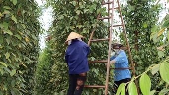 Giá tiêu hôm nay 6/7/2025: Giữ giá mức cao