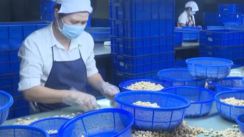 Sau sáp nhập, tỉnh Tây Ninh có gần 400 sản phẩm OCOP